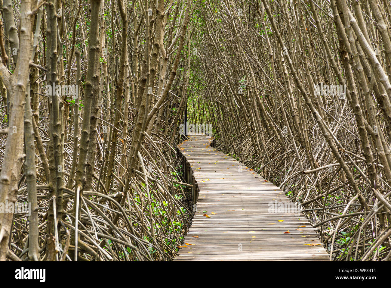 A Long wooden pathway in Mangrove forest background. Stock Photo
