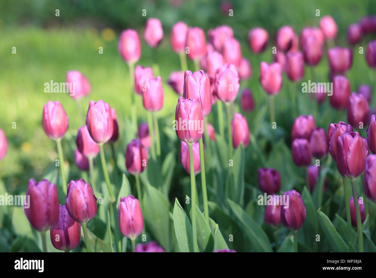 Red Tulip at Spring Stock Photo - Alamy