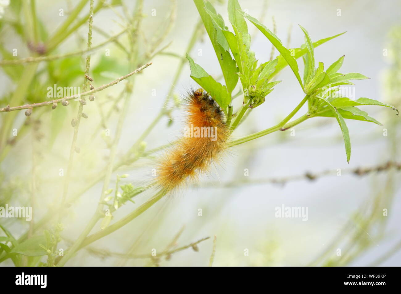 caterpillar, insect, nature, green, animal, macro, butterfly, wildlife, bug, closeup, larva, white, background, yellow, plant, moth, leaf, isola Stock Photo - Alamy