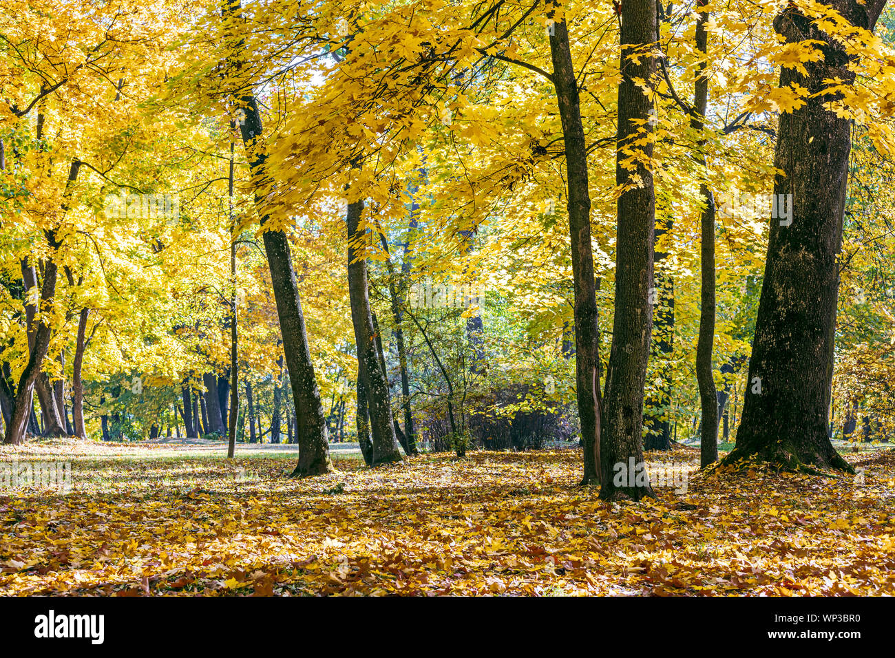 natural autumnal park scene. trees with vibrant yellow and orange leaves, grass covered with dry foliage Stock Photo