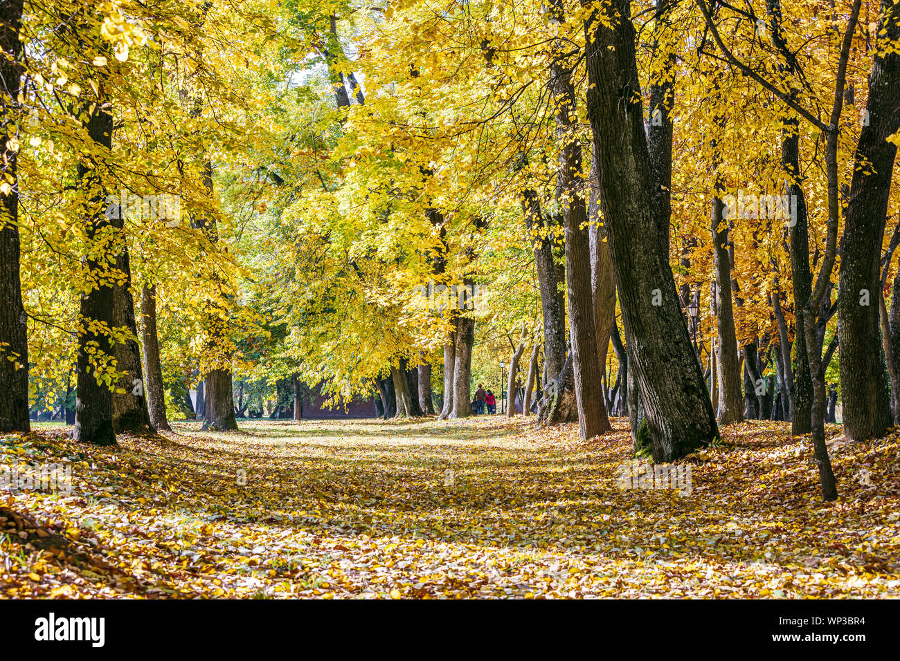 beautiful autumnal park scene. park trees with yellow leaves, ground covered with fallen dry foliage Stock Photo