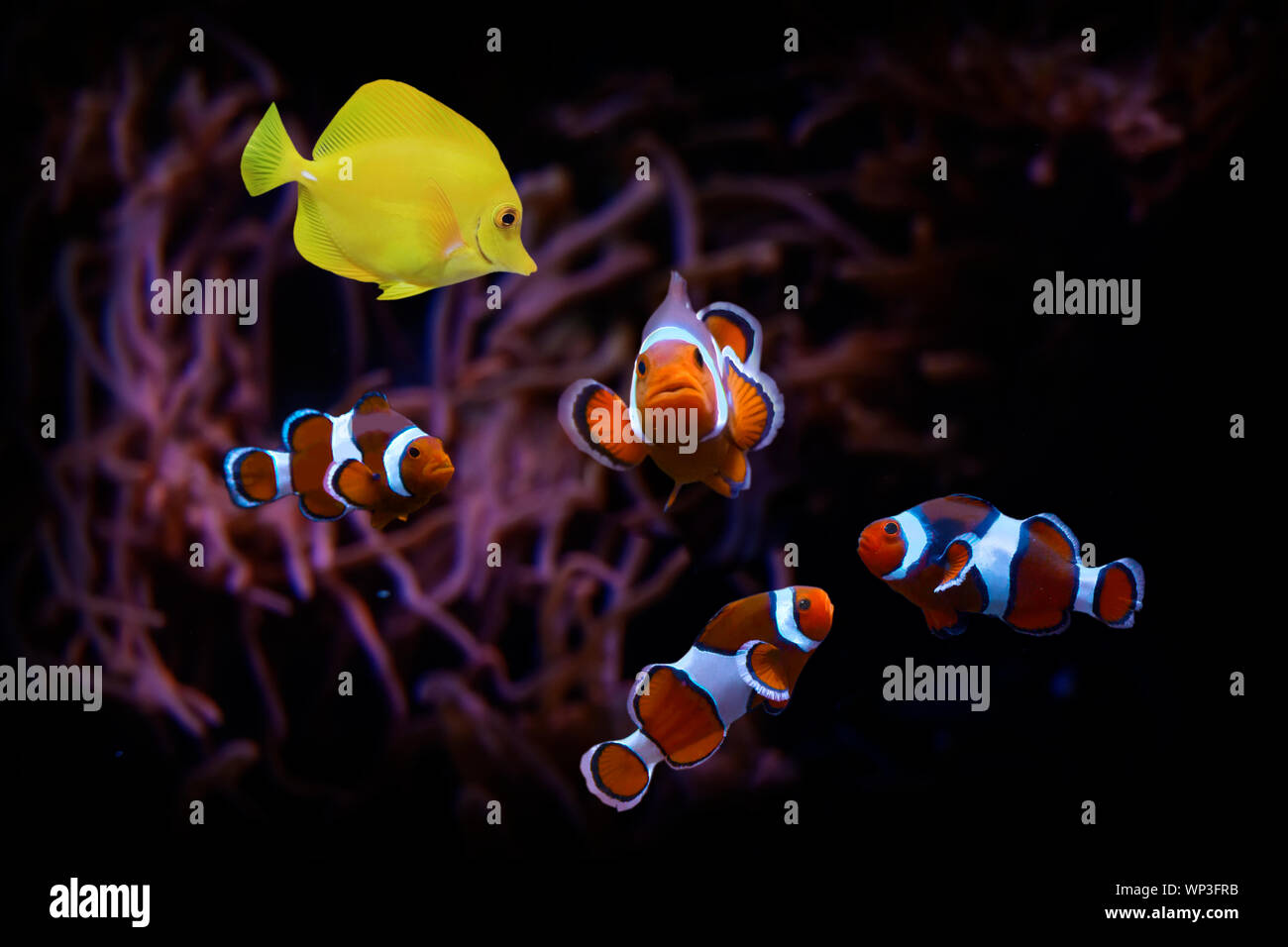 Coral reef with anemone, clown fish, and yellow tang fish on black background Stock Photo
