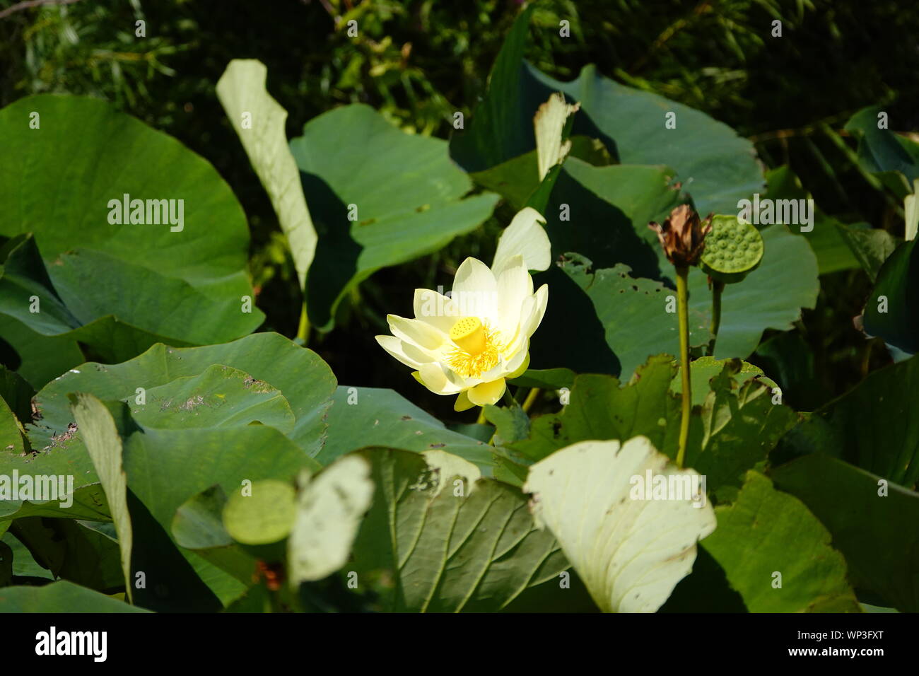 flower, lily, plant, green, pad, water, lake, lotus, garden, bloom ...