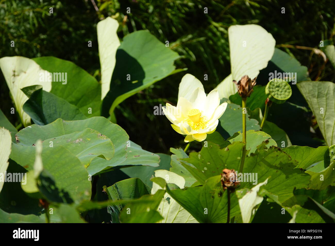 flower, lily, plant, green, pad, water, lake, lotus, garden, bloom ...
