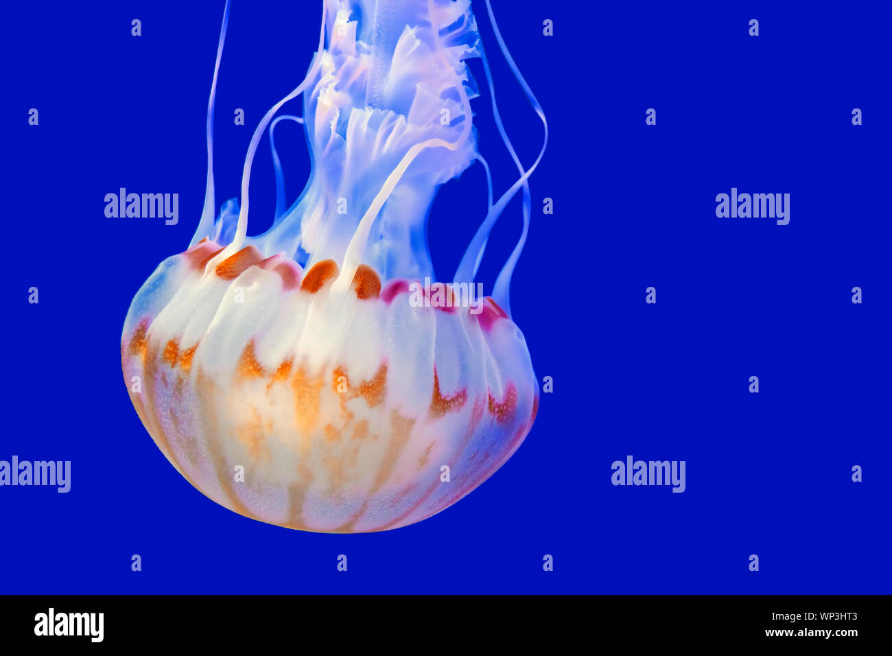 Purple red striped jellyfish with blue background Stock Photo