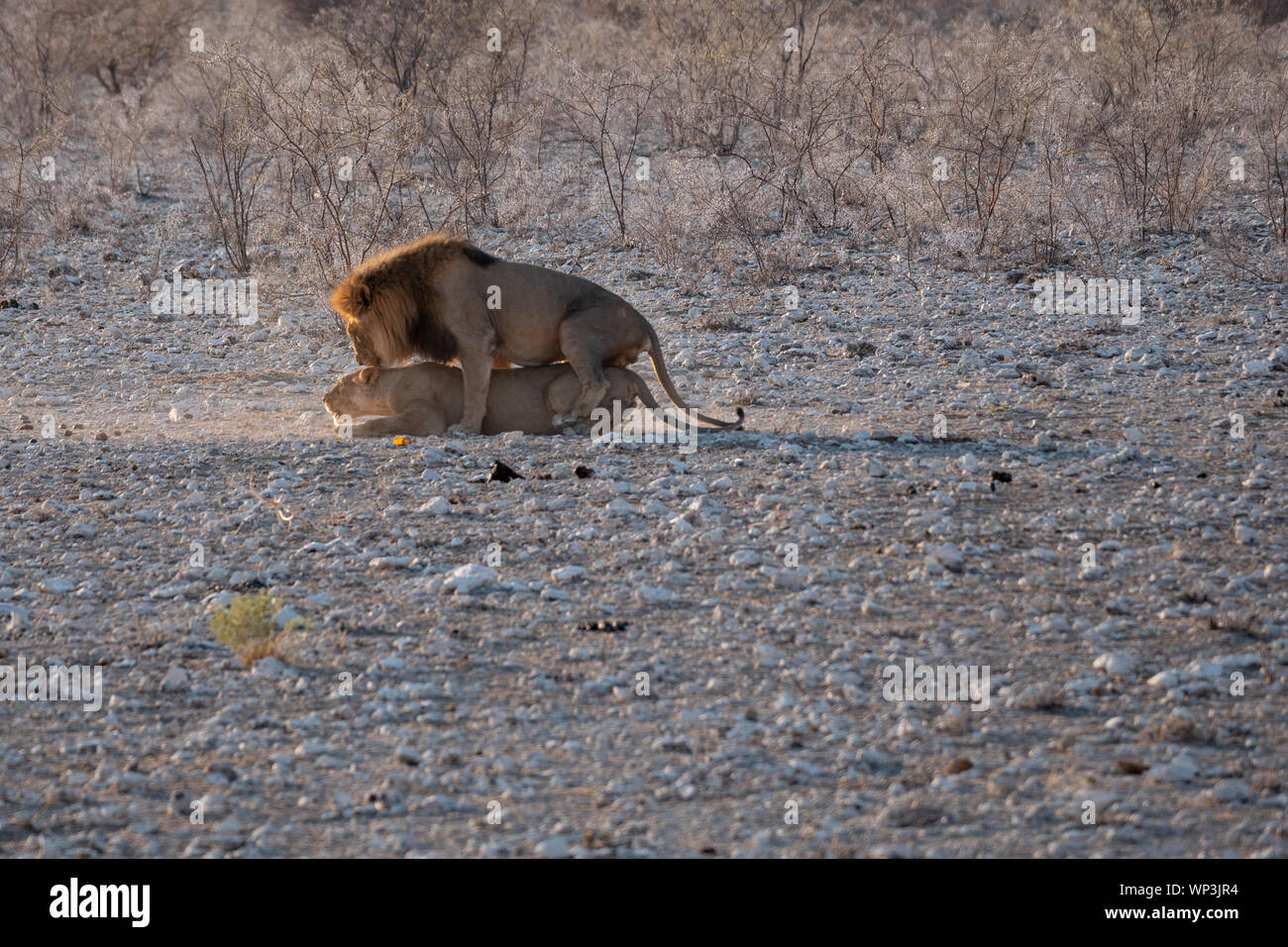 Lion and Lioness, MAle and Femal Mating or Breeding in Etosha National Park, Namibia, Africa Stock Photo