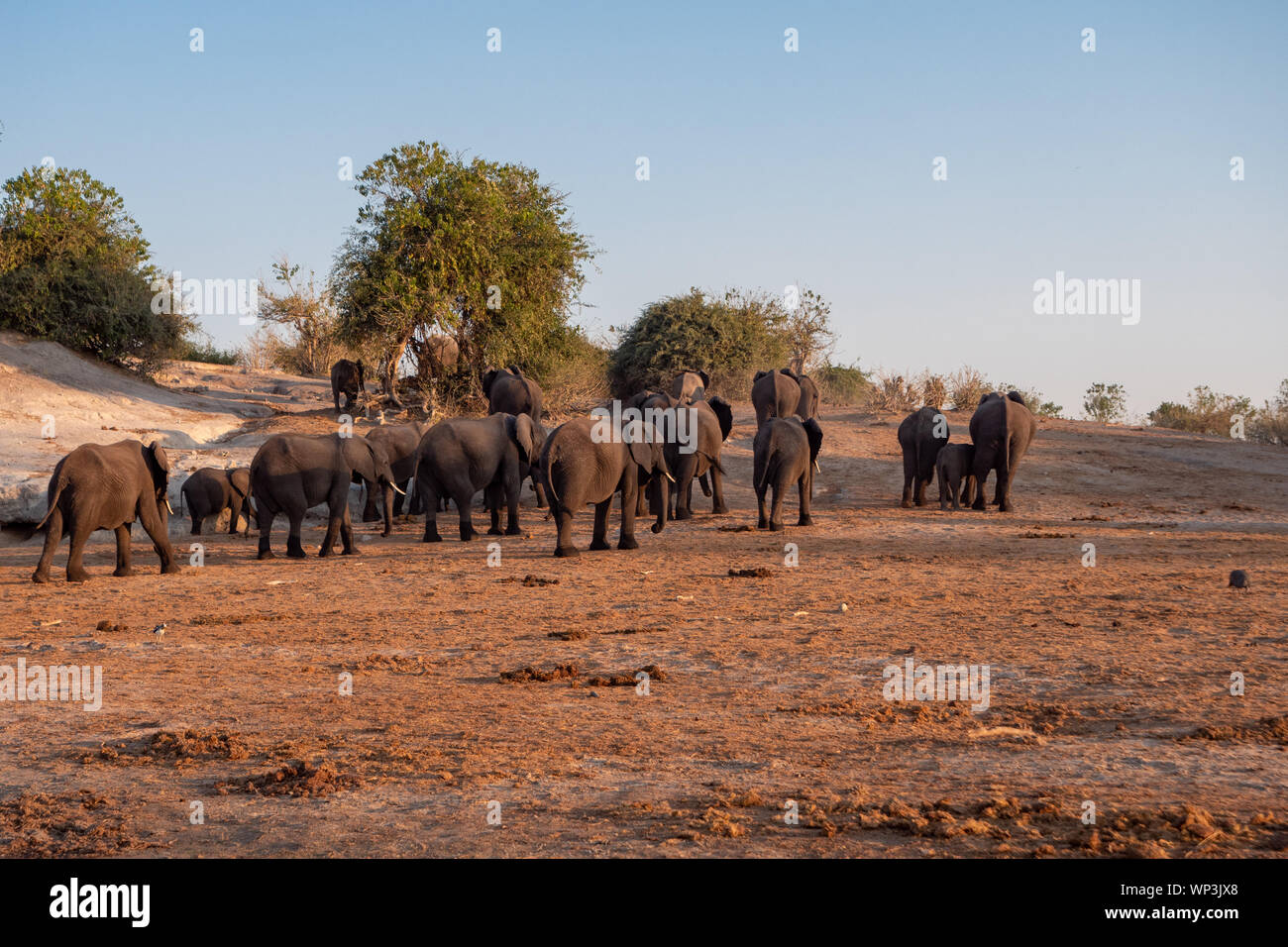 Elephant Breeding Herd in Chobe National Park in Evening Light, Botswana Stock Photo