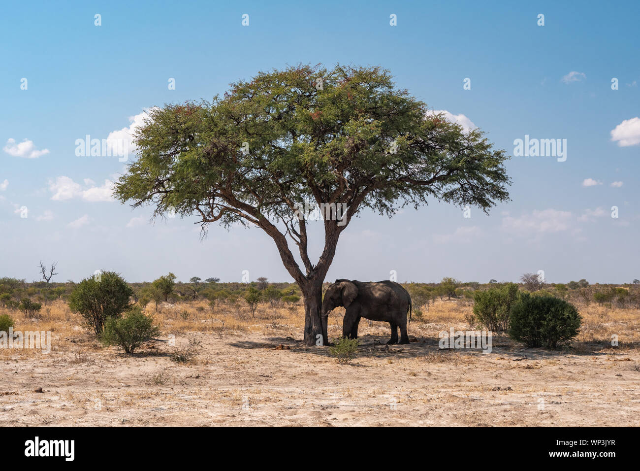 Elephant Leaning with Head Against Trunk of a Tree, Sleeping in Botswana Stock Photo