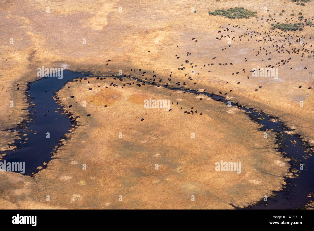 Aerial of Buffalo Herd on a Dry, Yellow Plain with Dark Blue River in Moremi Game REserve, Okvango Delta,  Botswana Stock Photo