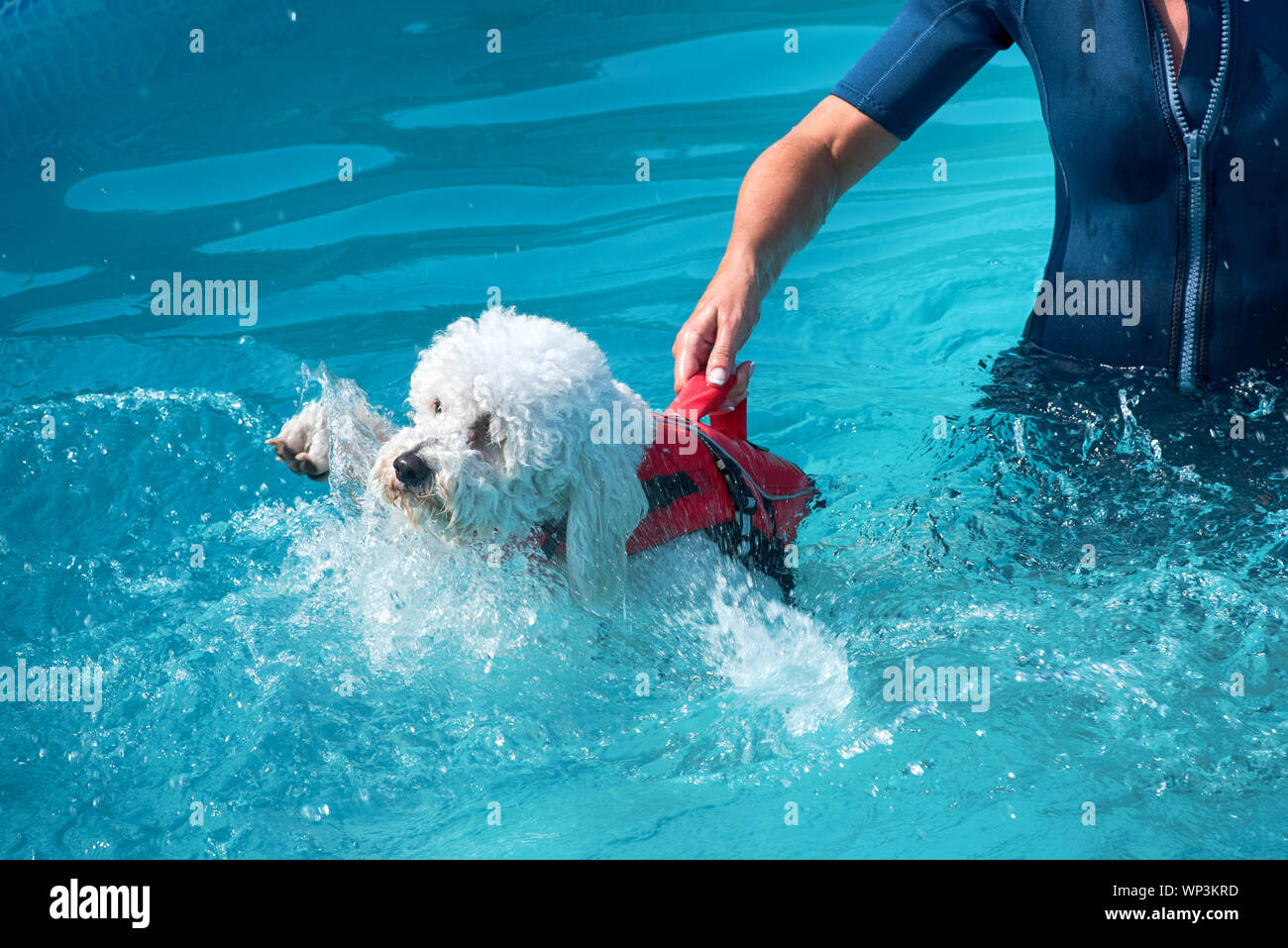 Person holding up a little curly haired white dog learning to swim in a pool by the handle on a red safety harness as it paddles with its legs in the Stock Photo