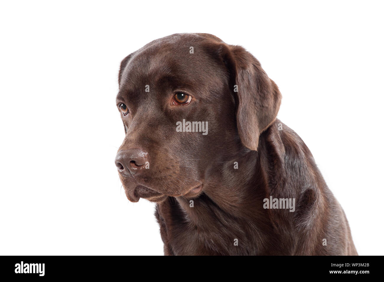 Close up headshot of a chocolate brown Labrador retriever puppy looking to the side with a calm expression isolated on white Stock Photo