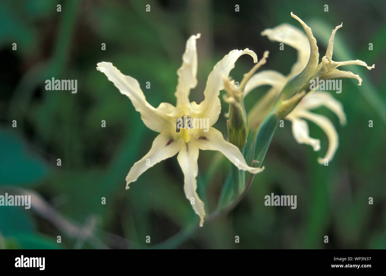 GREVILLEA LINEARIFOLIA (WHITE SPIDER FLOWER Stock Photo - Alamy
