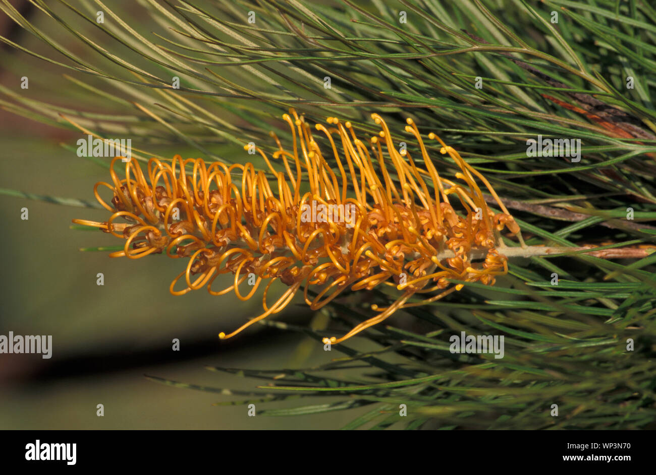 Grevillea cultivar 'Honey Gem'' Stock Photo Alamy