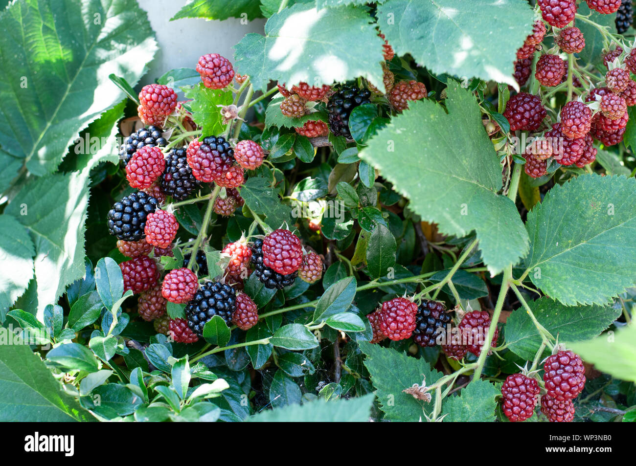 branch of a blackberry shrub in summer with red and black fruits Stock Photo