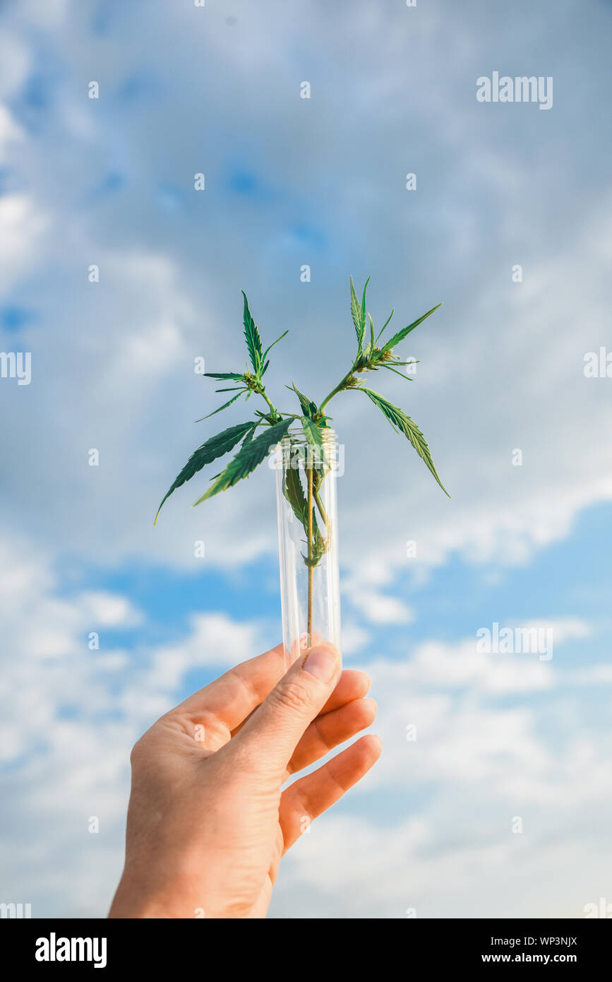 Cannabis leaf and bush in a test tube in hand background the sky. Concept of growing hemp for oil, medical purposes Stock Photo