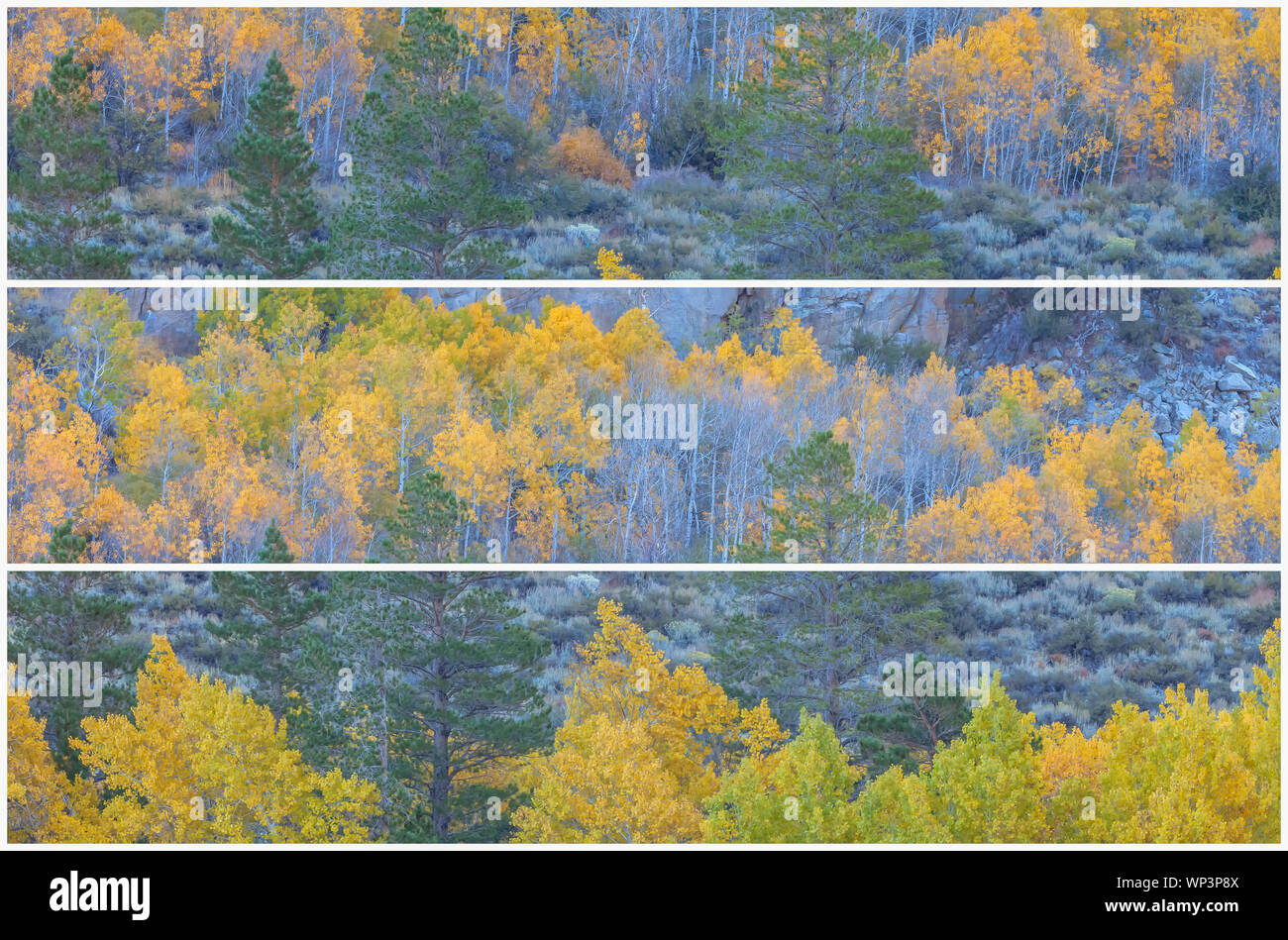 Triptych presentation of mountain aspens (Populus tremuloides)  at their peak fall foliage, Inyo National Forest, California, United States. Stock Photo