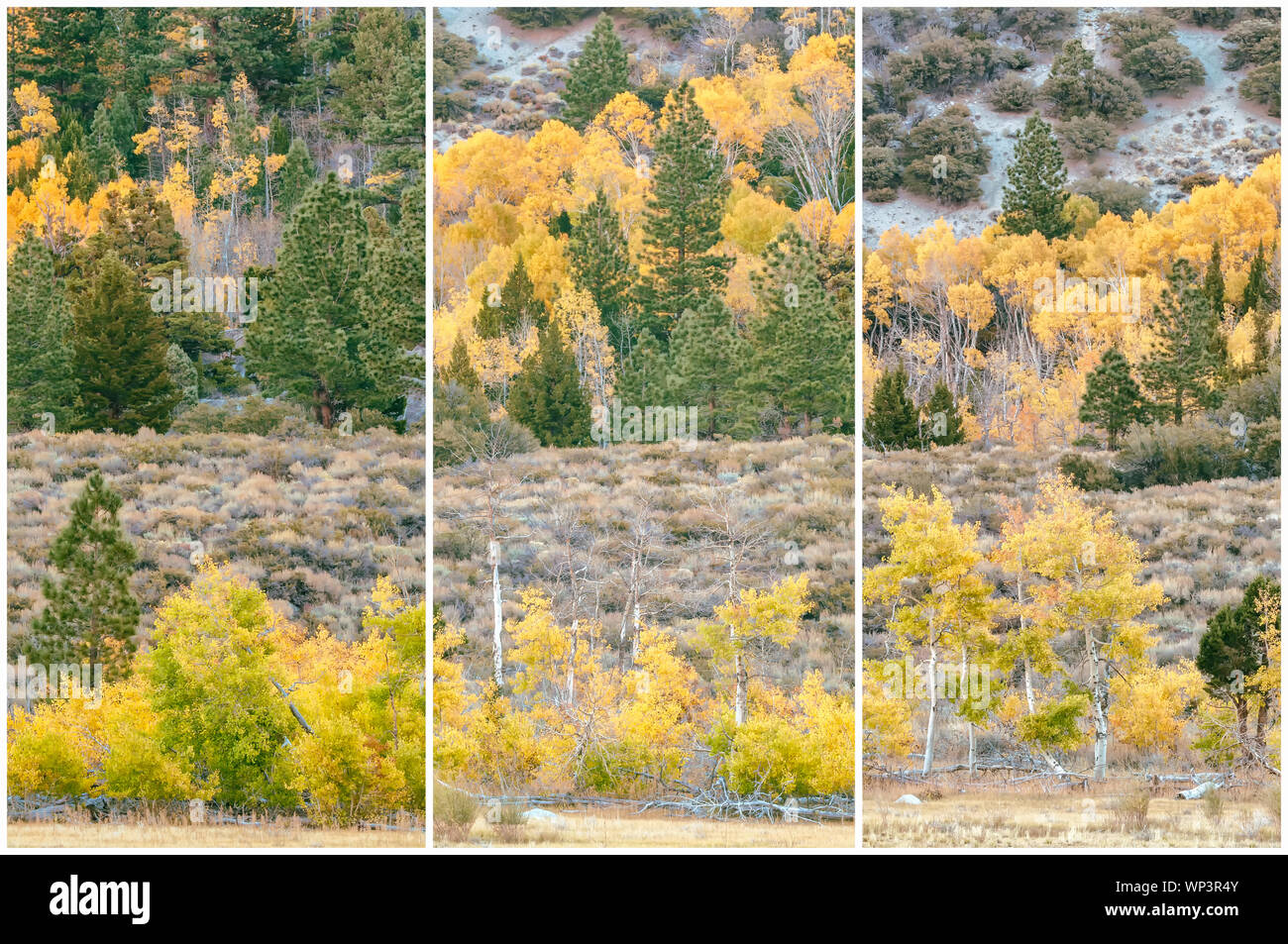 Triptych presentation of mountain aspens (Populus tremuloides)  at their peak fall foliage, Inyo National Forest, California, United States. Stock Photo