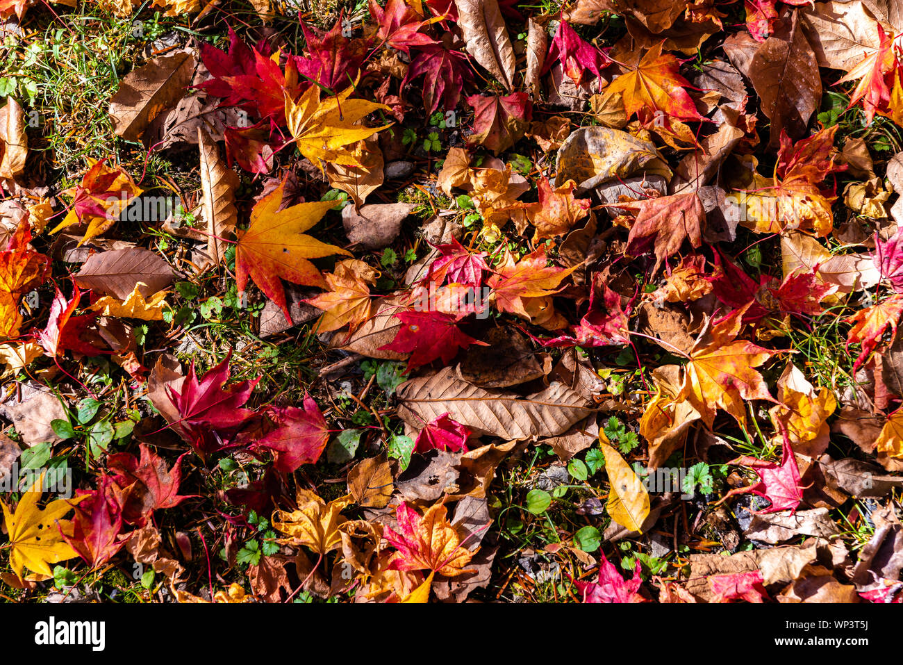 Leaf Cover High Resolution Stock Photography and Images Alamy