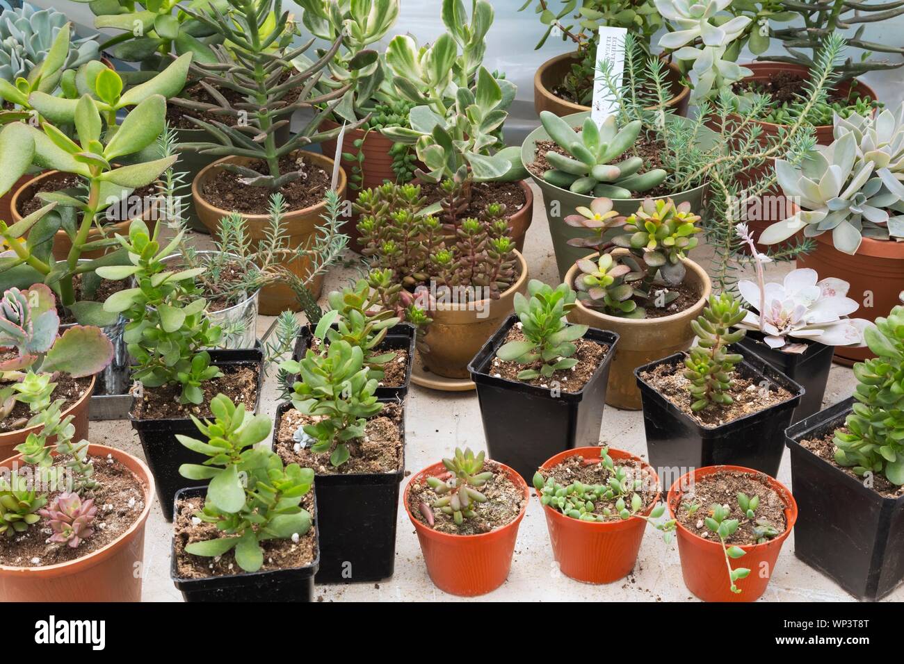 Mixed succulent plants with Echeveria elegans (Echeveria elegans), Variety Mexican Gem in various containers inside greenhouse, Quebec, Canada Stock Photo