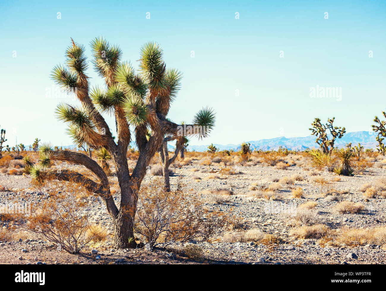 Joshua Tree  in the Mojave National Preserve, southeastern California, United States.  Toned image. Stock Photo