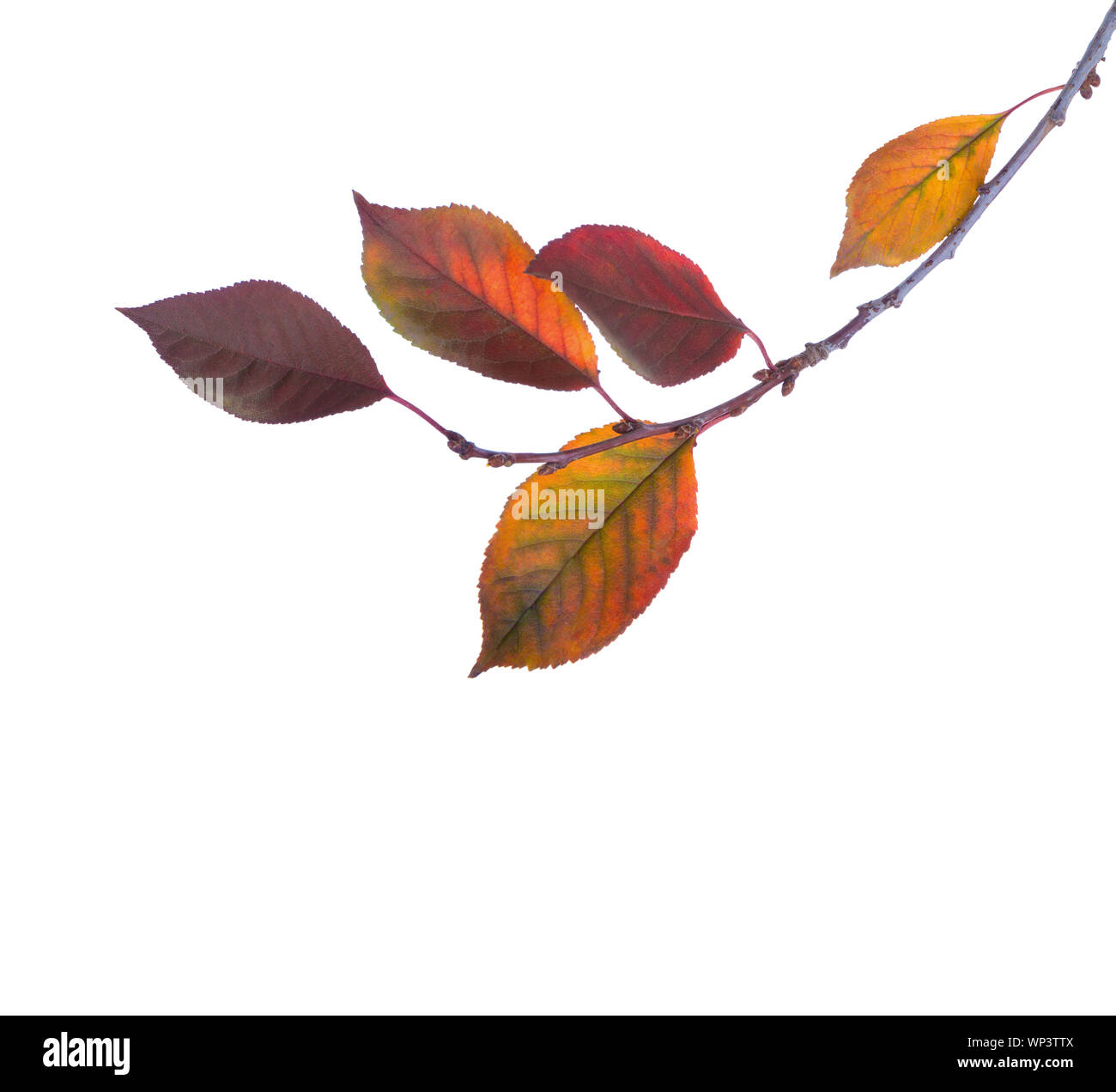 Cherry branch with colorful  autumn leaves isolated on white background. Prunus cerasus. Stock Photo