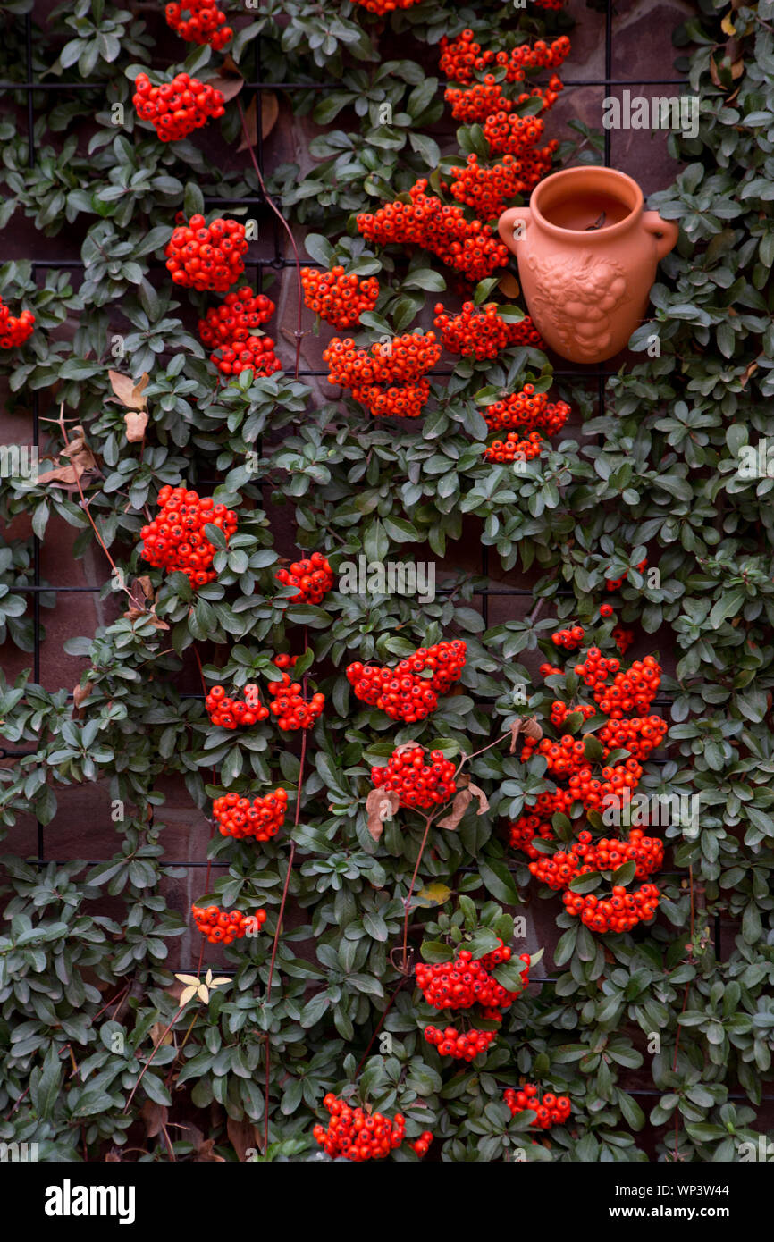 Pyracantha Berries Garden High Resolution Stock Photography And Images Alamy
