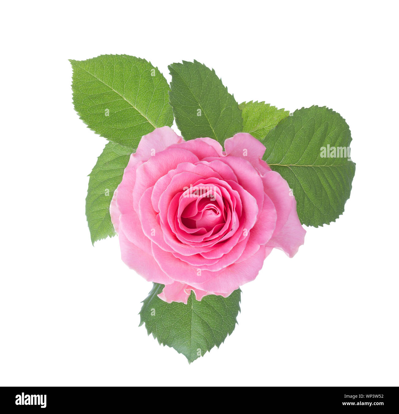 Light pink rose with leaves isolated on white background Stock Photo ...