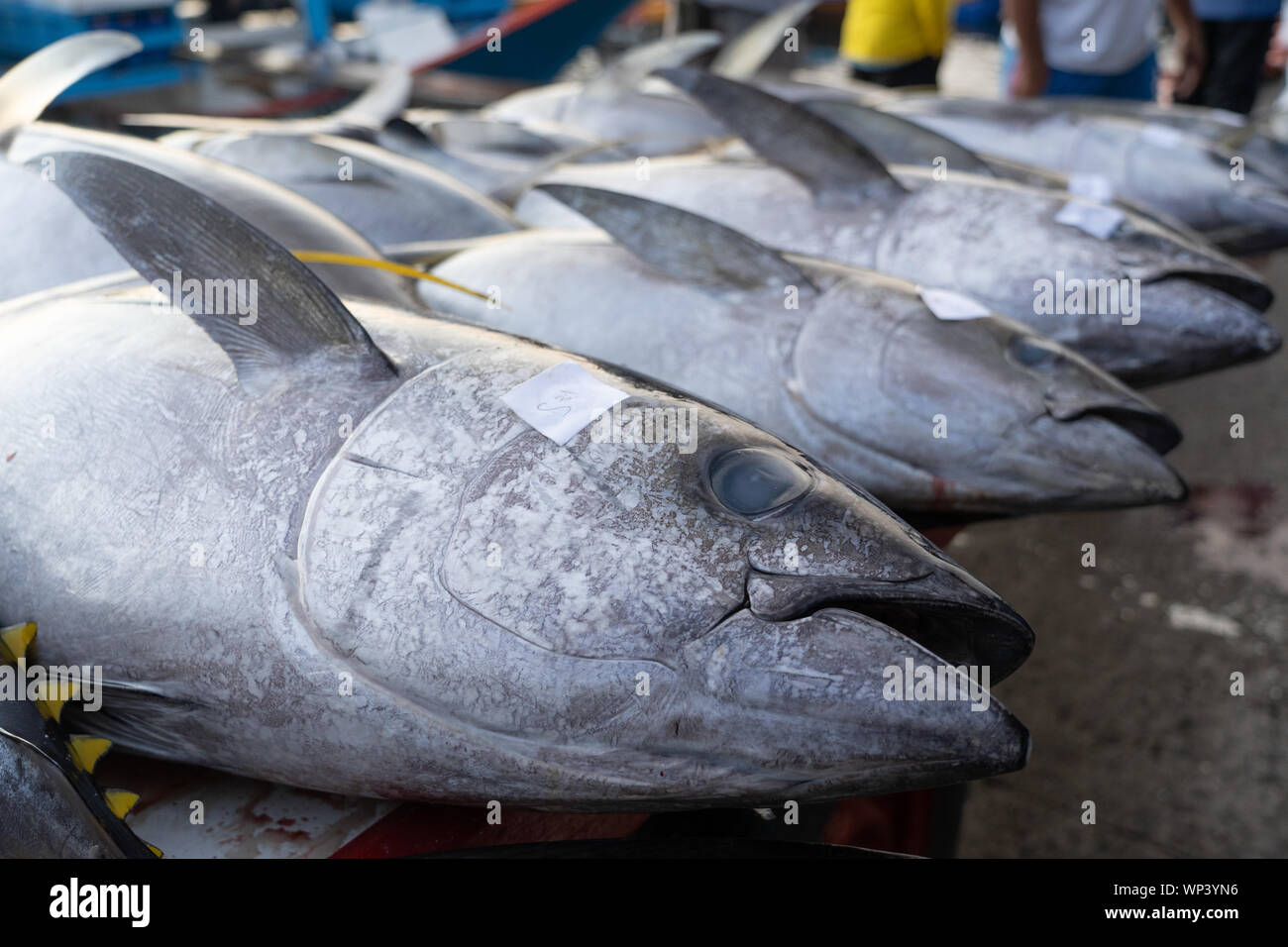Yellowfin Tuna at the commercial Fishport of General Santos,Philippines