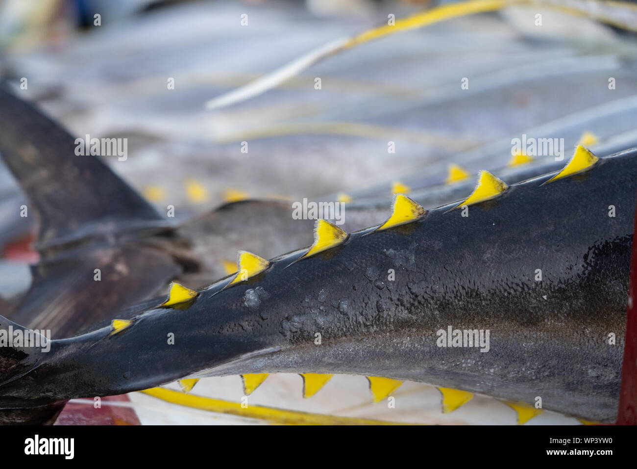 Yellowfin Tuna at the commercial Fishport of General Santos,Philippines