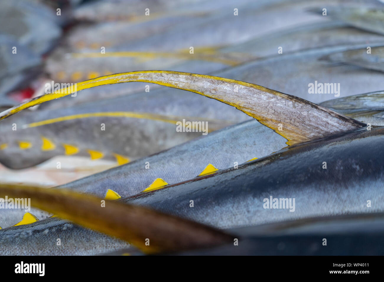 Yellowfin Tuna at the commercial Fishport of General Santos,Philippines