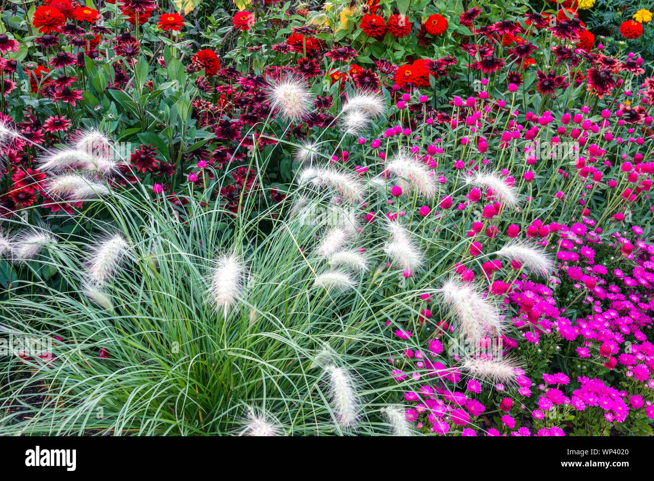 Colorful flower bed, Pennisetum, ornamental grass, purple aster, globe amaranth, Zinnias, Rudbeckia hirta Stock Photo