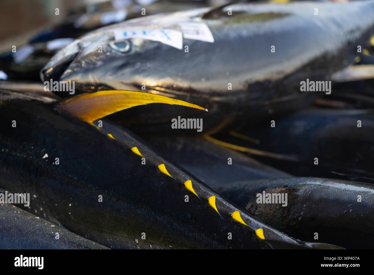 Yellowfin Tuna at the commercial Fishport of General Santos,Philippines