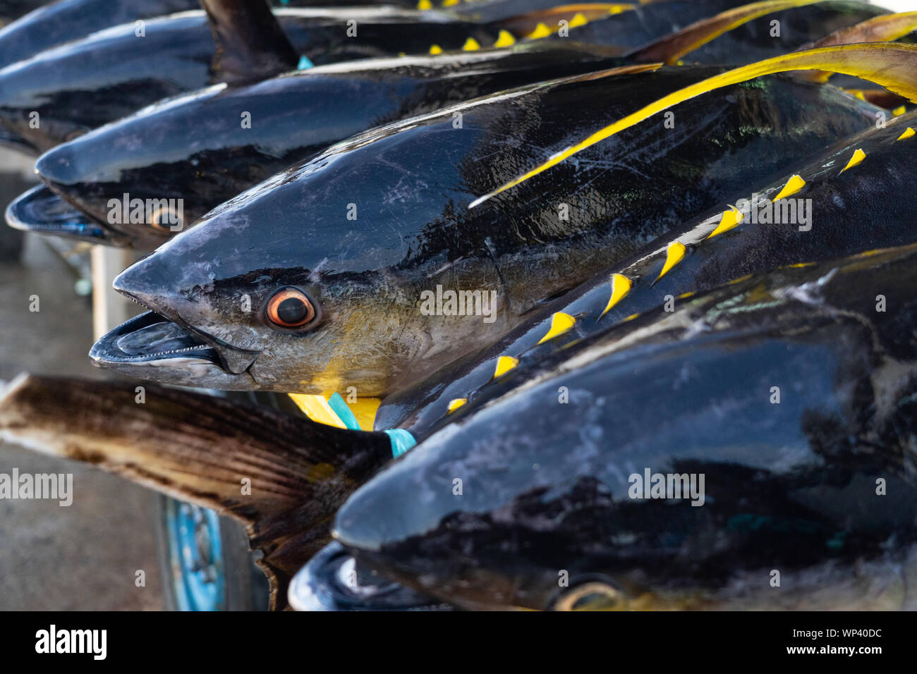 Yellowfin Tuna at the commercial Fishport of General Santos,Philippines