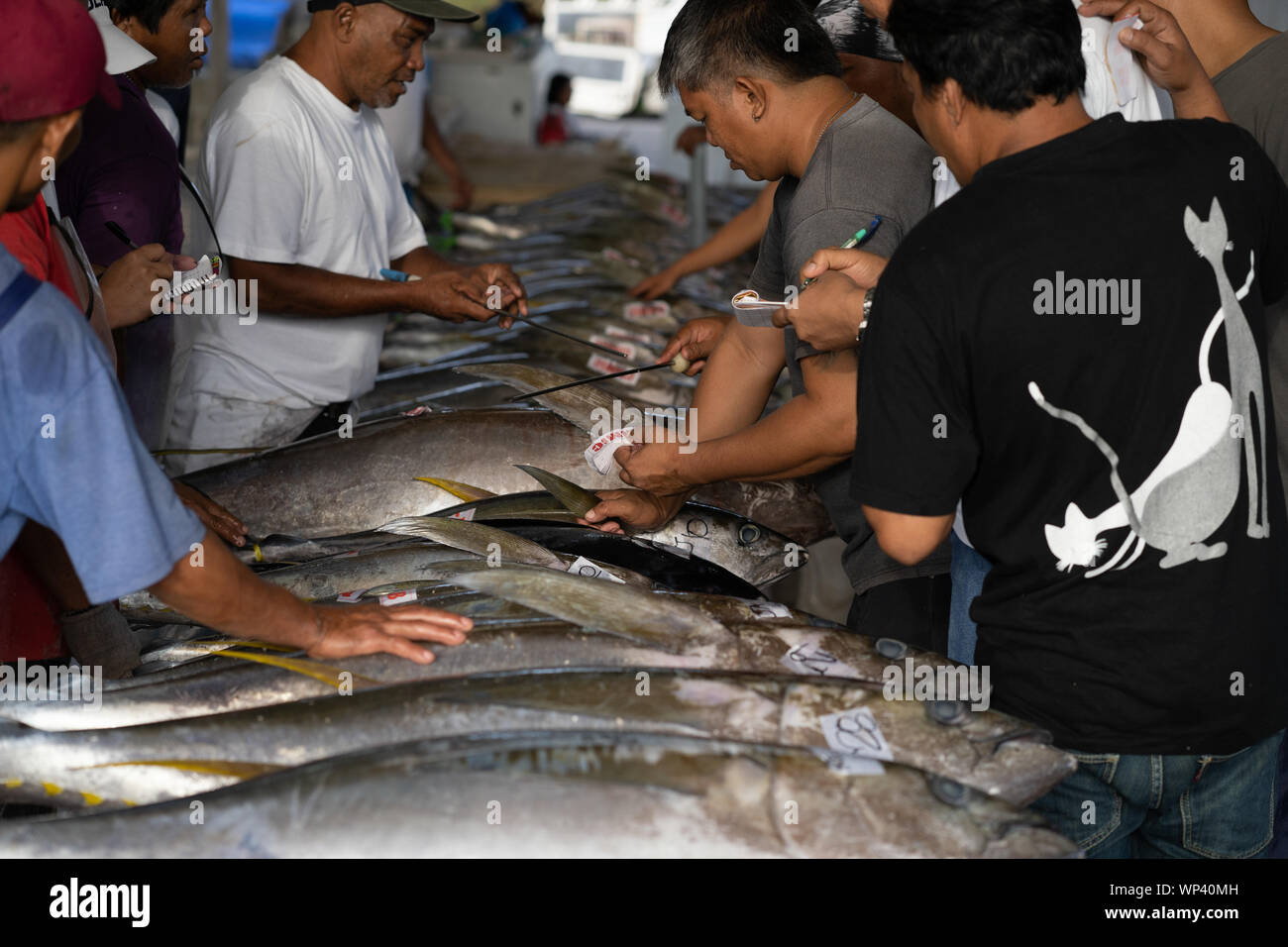 Yellowfin Tuna being graded for quality at the Fishport of General Santos,Philippines Stock Photo