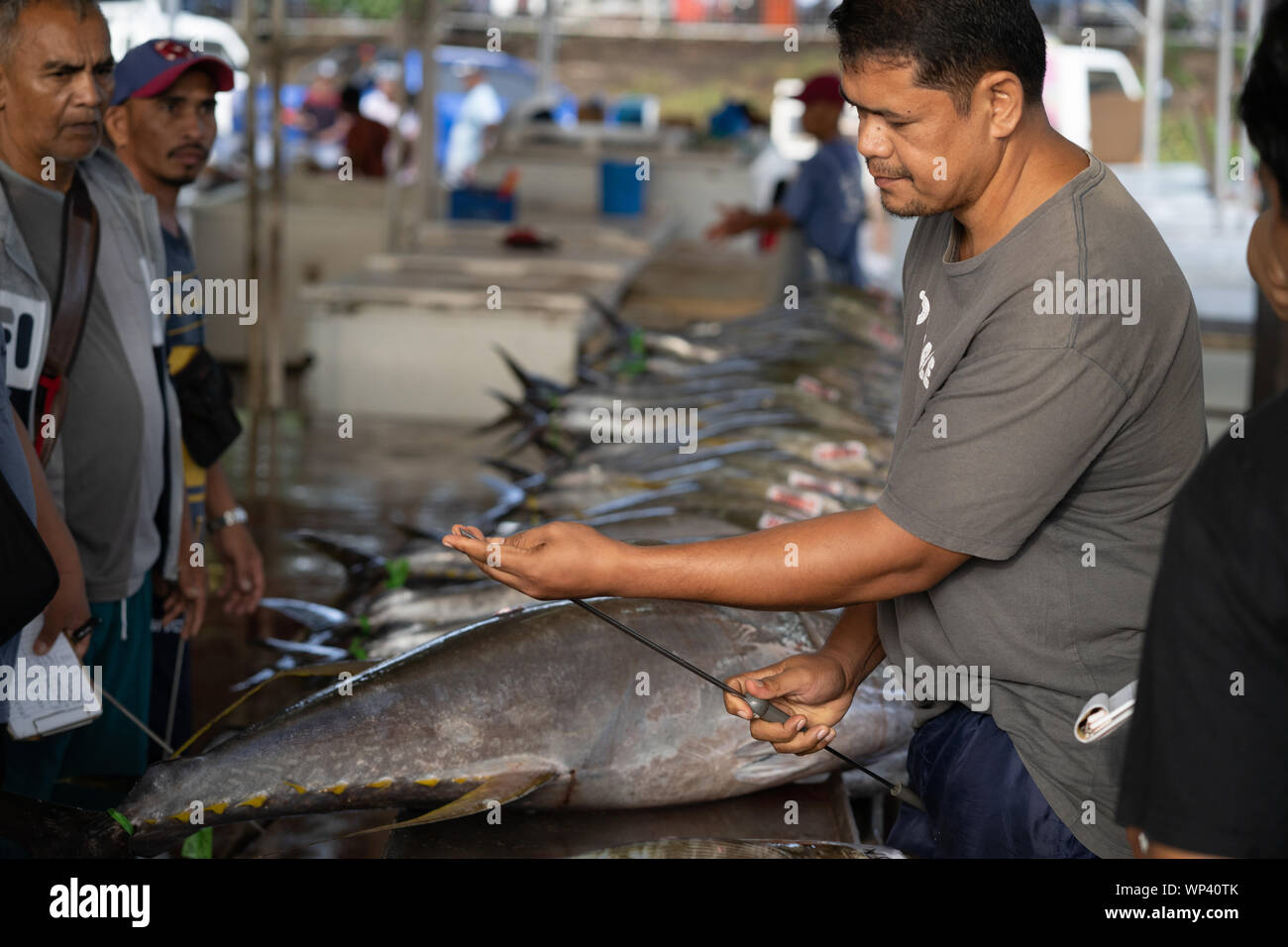 Yellowfin Tuna being graded for quality at the Fishport of General