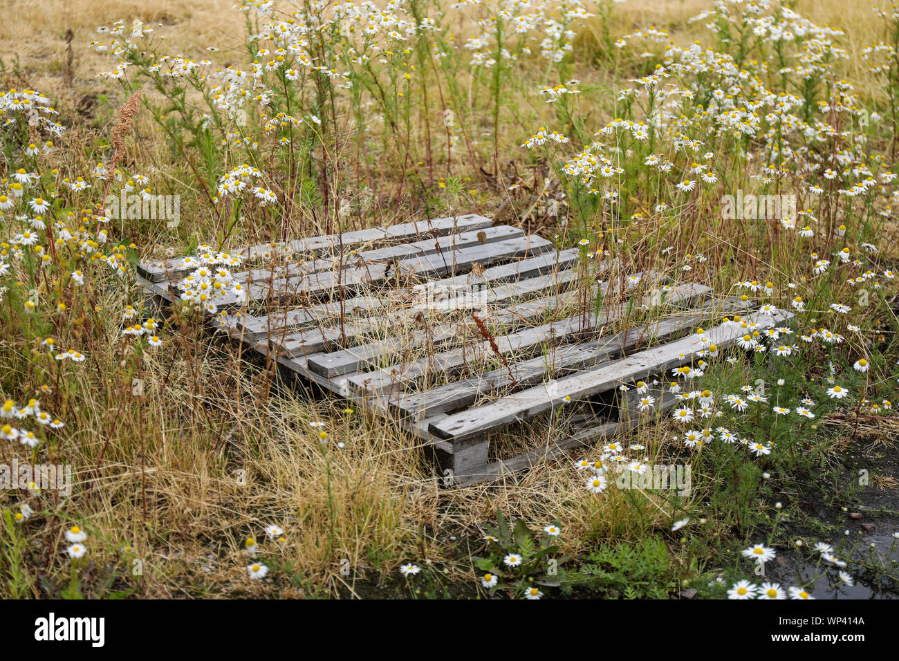 Weathered cast-off shipping pallet in a wasteland Stock Photo