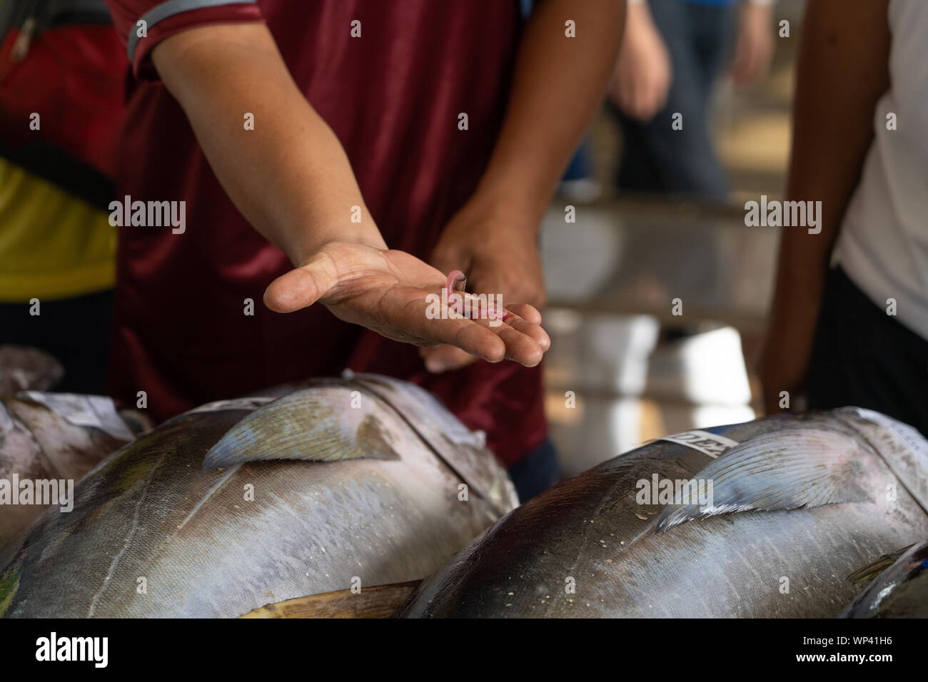 A man checking a core sample of Yellowfin Tuna to determine quality. Stock Photo