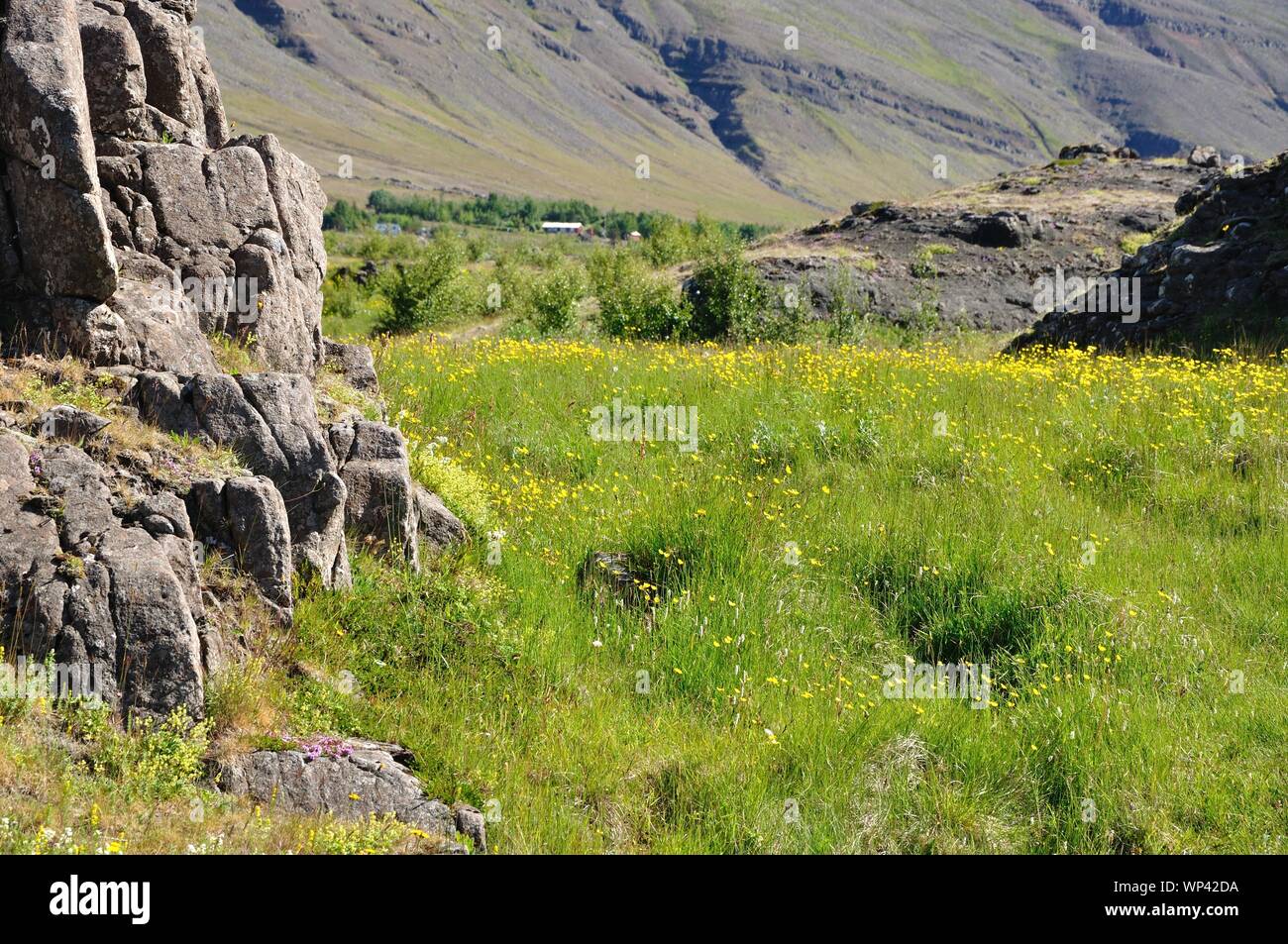 Grüne wiese mit gelben Blumen zwischen Felsen. Stock Photo