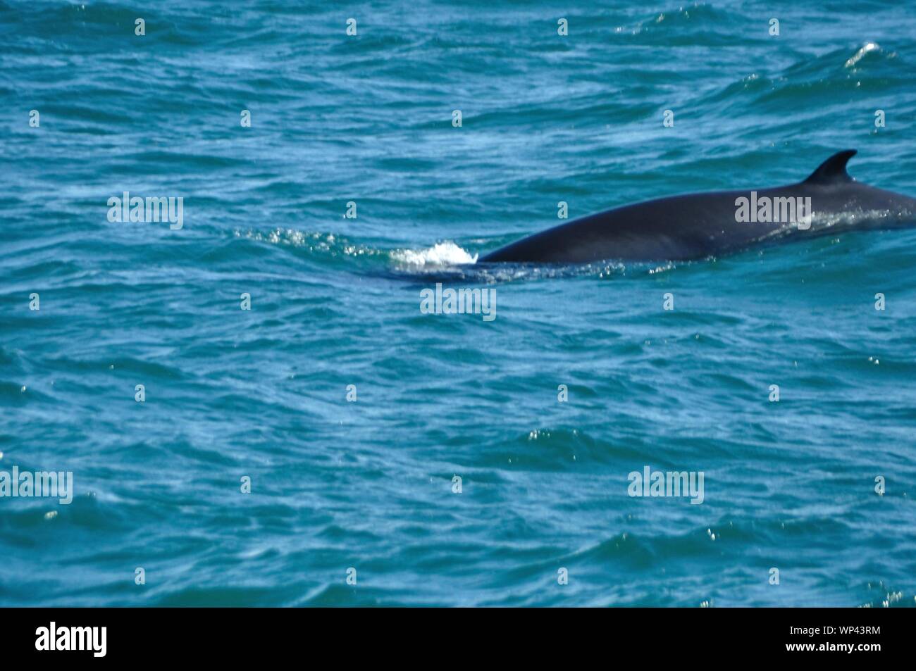 Rücken eines Zwergwals mit Rückenflosse vor der Küste Islands. Stock Photo