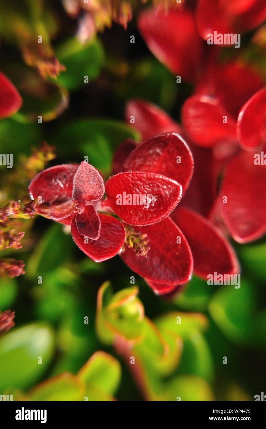 Pflanze mit roten ovalen fleischigen Blättern in Makroaufnahme in Island. Stock Photo