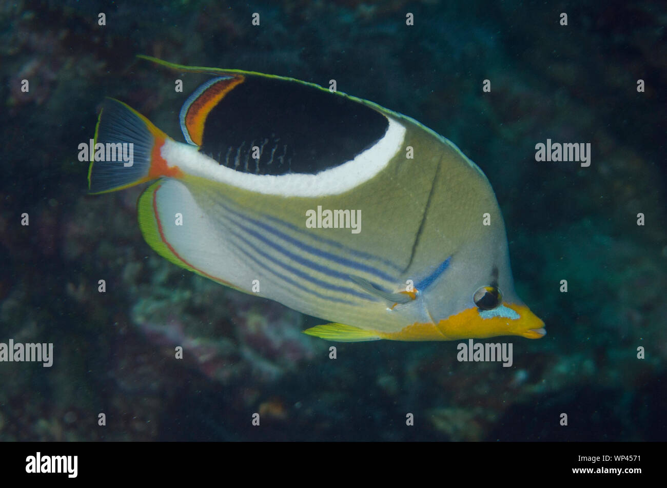 Saddled Butterflyfish, Chaetodon ephippium, Baung Penyu dive site, near Blue Lagoon, Padangbai, Bali, Indonesia Stock Photo