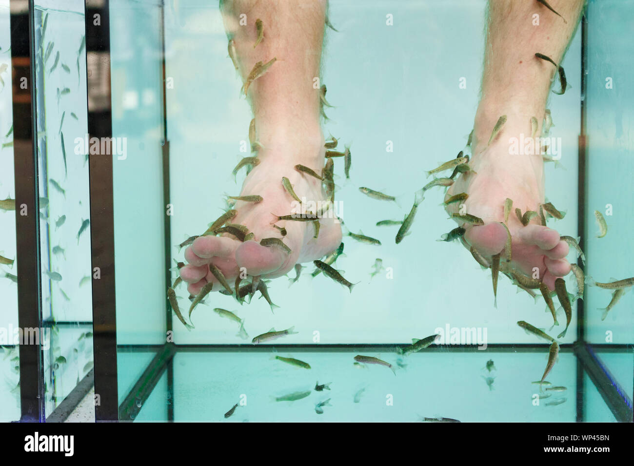 Close up view of fish and man feet in blue water. Pedicure fish spa. Rufa garra fish spa treatment Stock Photo