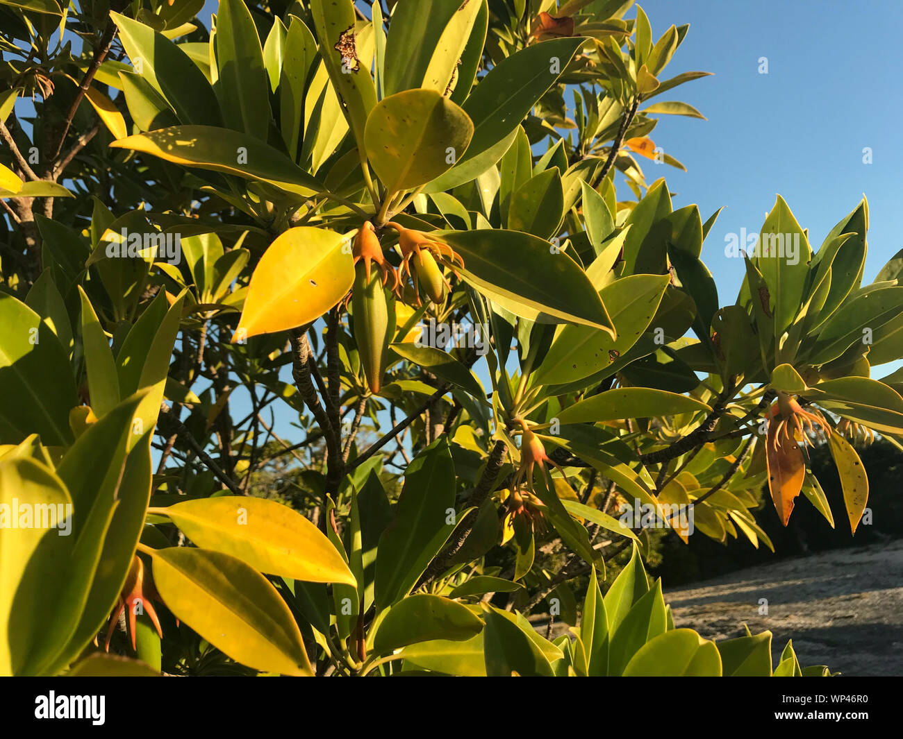 Leaves and fruits, propagules, of the mangrove Bruguiera gymnorhiza in a south waest coastal forest in Madagascar Stock Photo