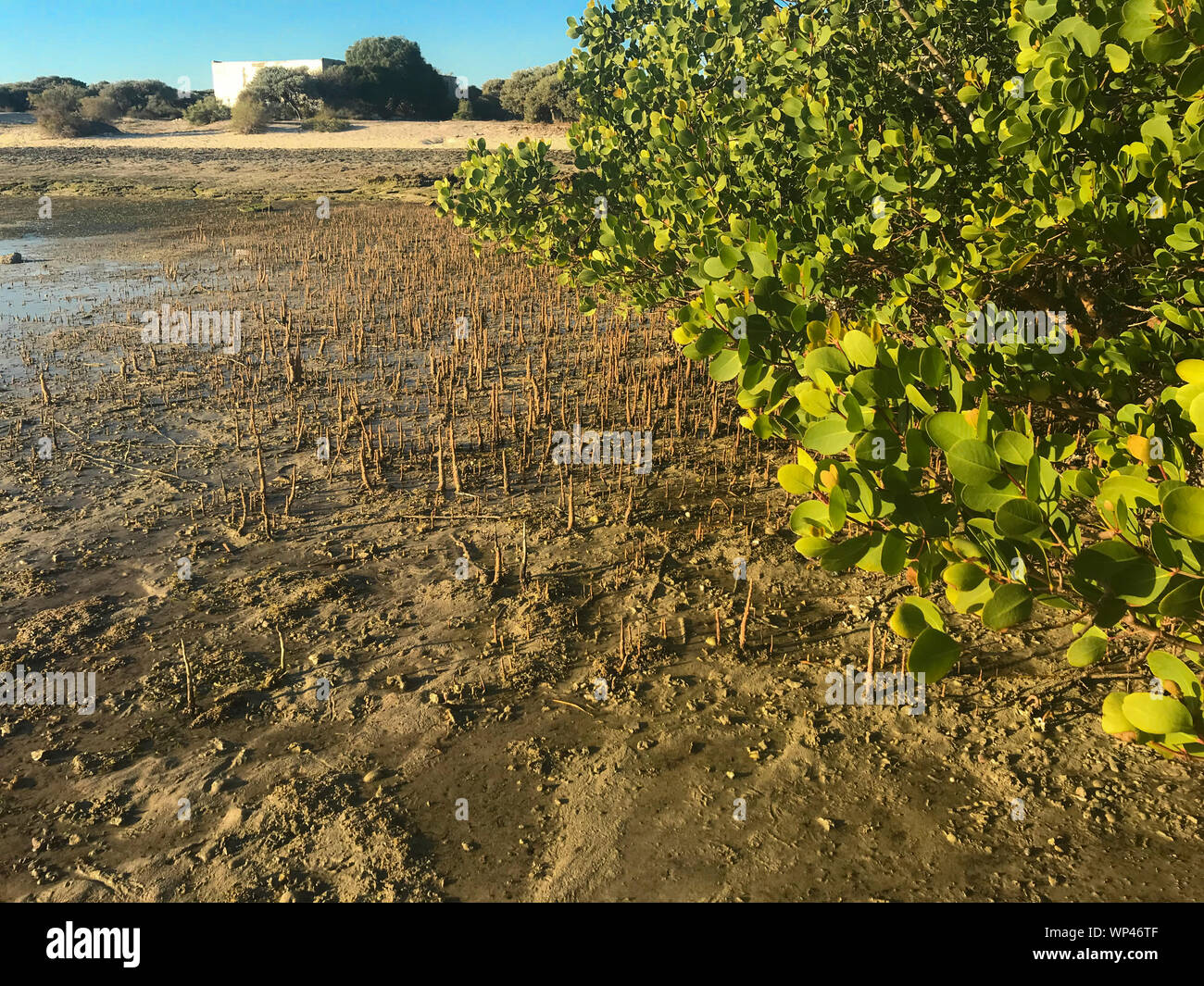 The Black Mangrove, Avicennia germinans, showing trees on the beach surrounded by many aerial roots, the phneumatophores growint out towards the sea i Stock Photo