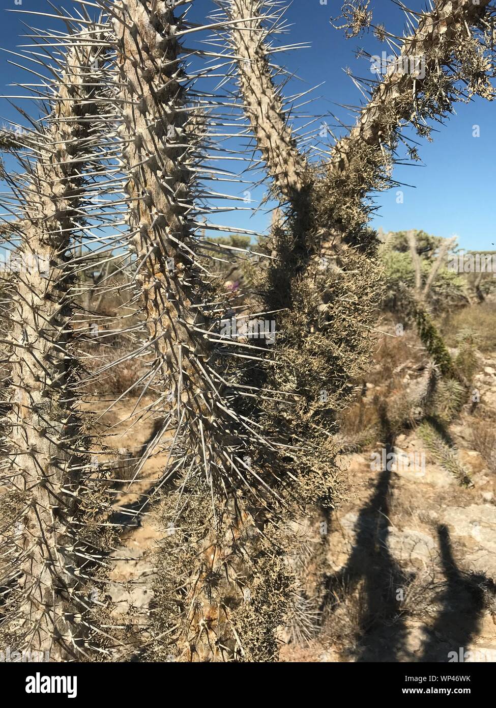 Thorny Forest