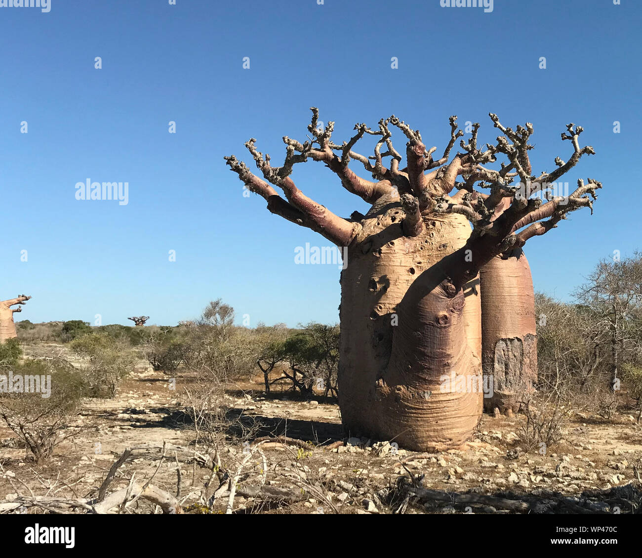 ♡baobab様ご確認♡ Baobab tree in spiny forest hi-res stock photography and images