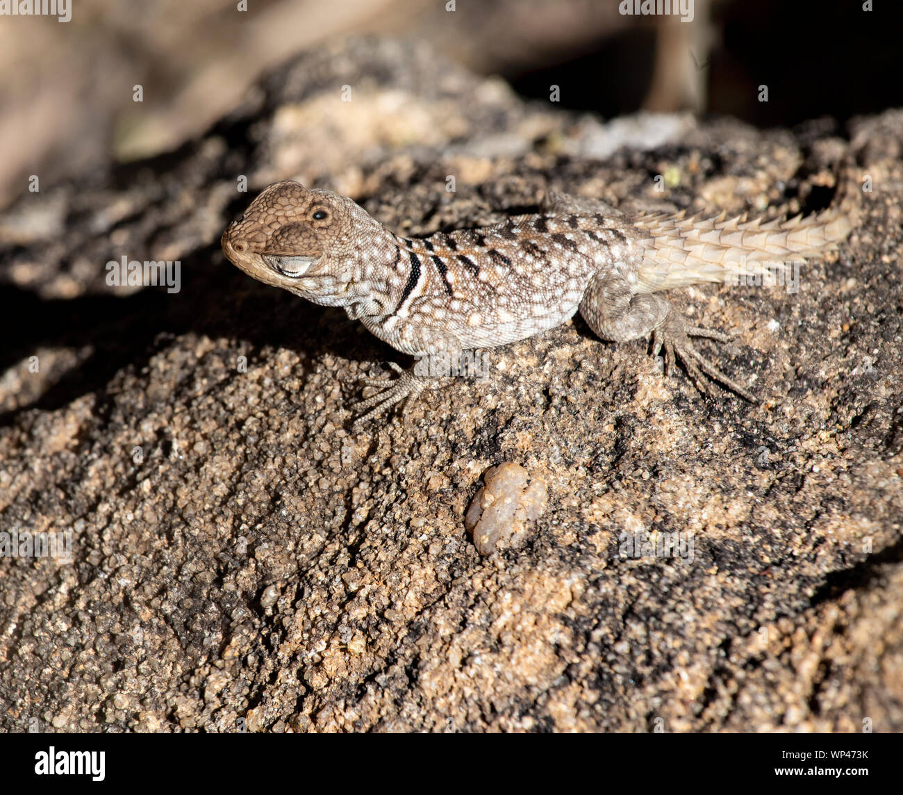Endemic endangered Madagascan Spiny Tailed Lizard, Opulurus cuvieri, with a prominant third , pineal, eye on the head and strong spiny tail.  On a sun Stock Photo