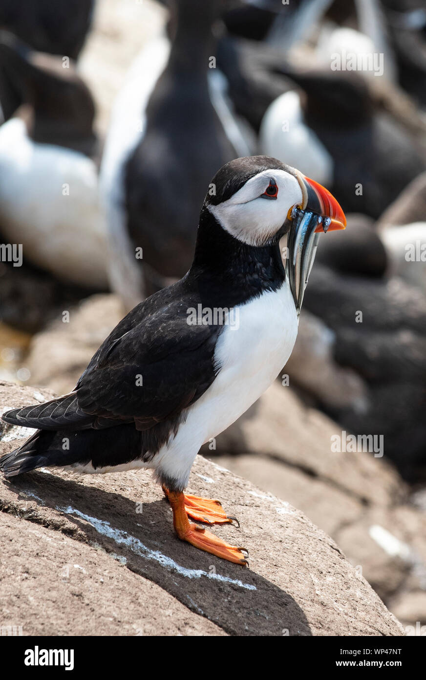 Adult puffin, Fratercula arctica, standing on a rocky coastline with a beakfull of fat sand eels for their chiicks in the nearby nesting burrows, farn Stock Photo