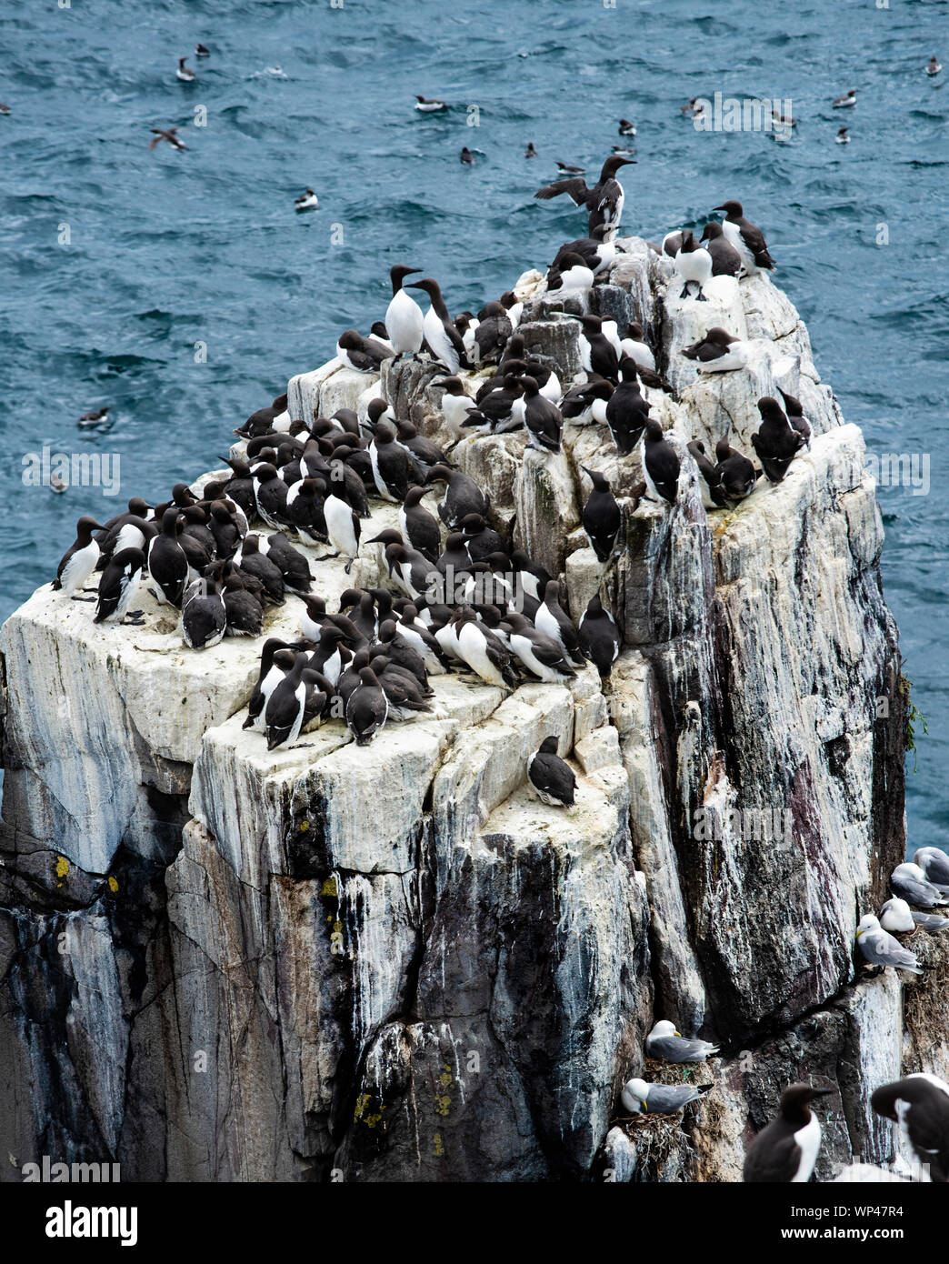 Guillemots and kittiwakes nesting on a precipitous white guano covered rock in the Farne Islands, Northumberland, UK Stock Photo