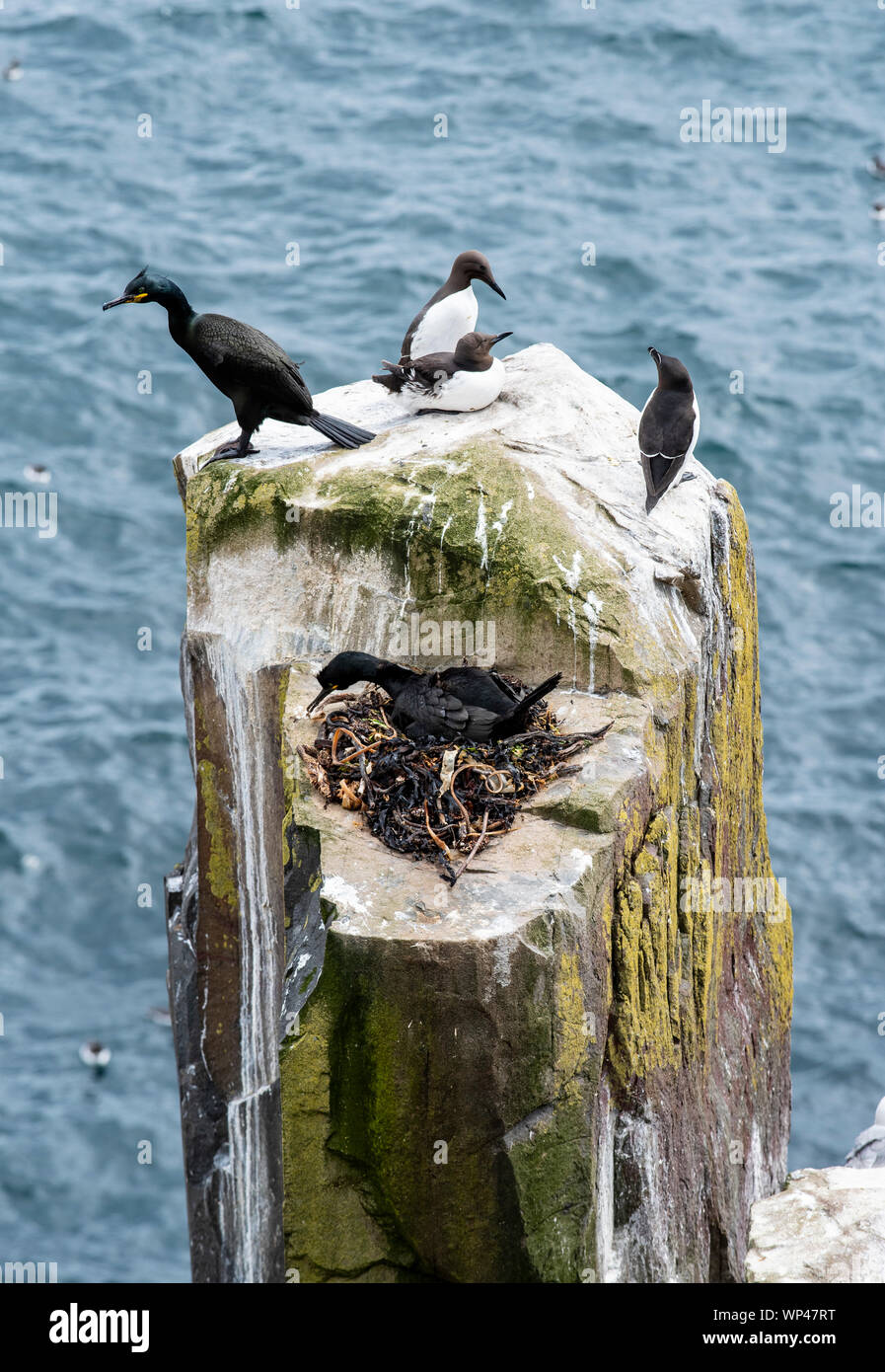 Three Guillemots and two Shags nesting on a tiny precipitous white guano covered rock in the Farne Islands, Northumberland, UK. Seaweed nest Stock Photo